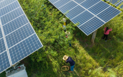Soluções ‘Agrivoltaicas’ para um Futuro Sustentável